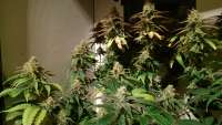 Bild von MrGardener (Ultra White Amnesia)