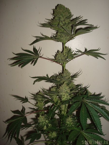 Moscaseeds Cinderella 99 BX-1