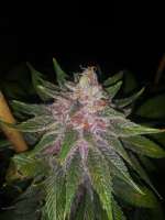 Moscaseeds Raspberry Boogie - ein Foto von Cizzle