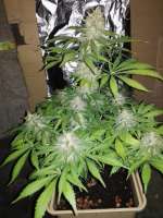 Bild von LocDog (Amnesia Cheese)