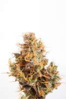 Mr. Natural Seeds CBD Groom Lake - ein Foto von mrnatural