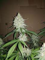 Mr. Natural Seeds Pure Amnesia - ein Foto von LocDog