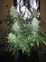 Mr. Natural Seeds Pure Amnesia - ein Foto von LocDog