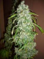 Mr Nice Seedbank Mango Widow - ein Foto von merlin