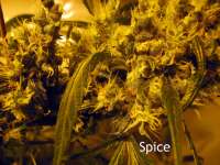 Bild von ilovesnoopdogg (Spice)