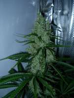 Bild von Nushaba (Super Silver Haze)