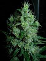 Bild von Nushaba (Super Silver Haze)