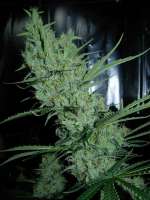 Bild von Nushaba (Super Silver Haze)