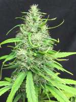 Bild von sunni (Super Silver Haze)