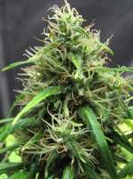 Bild von sunni (Super Silver Haze)