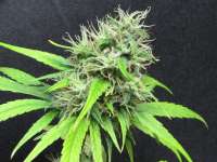 Bild von sunni (Super Silver Haze)