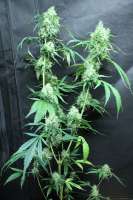 Bild von sunni (Super Silver Haze)