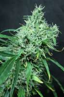 Bild von sunni (Super Silver Haze)