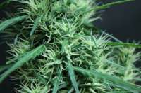 Bild von sunni (Super Silver Haze)