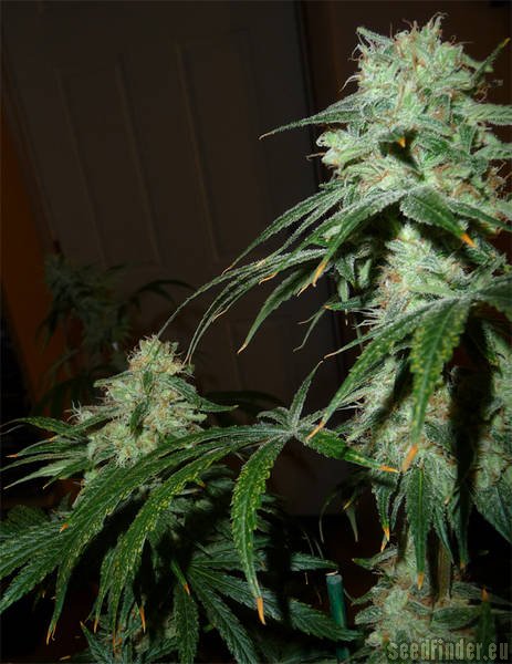 MzJill Genetics Agent Orange