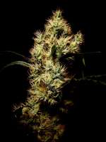 Nectar Seeds Eds Superbud - ein Foto von Farma