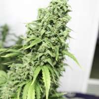 New420Guy Seeds Auto Durban Poison - ein Foto von new420guy