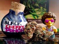 New420Guy Seeds Black Cherry Punch - ein Foto von Justin108