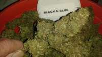 New420Guy Seeds Black n Blue - ein Foto von New420Guy