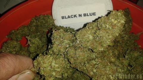 New420Guy Seeds Black n Blue