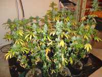 New420Guy Seeds Blackberry Diesel - ein Foto von New420Guy