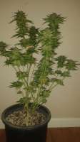 New420Guy Seeds Blue Cheese - ein Foto von New420Guy