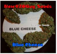 New420Guy Seeds Blue Cheese - ein Foto von New420Guy