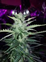 Bild von new420guy (Blue Haze Auto 2)