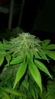 New420Guy Seeds Blue Tahoe - ein Foto von 46nkid