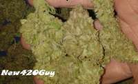 Bild von New420Guy (Blue Tahoe)