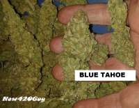 Bild von New420Guy (Blue Tahoe)