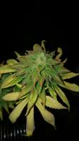 New420Guy Seeds Blue Tahoe - ein Foto von 46nkid