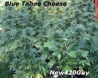 Bild von New420Guy (Blue Tahoe Cheese)