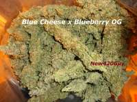 Bild von New420Guy (Blue Tahoe Cheese)