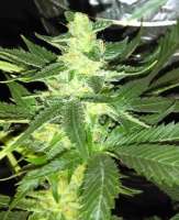 New420Guy Seeds Blueberry Cookies - ein Foto von New420Guy