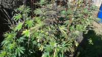 New420Guy Seeds Blueberry Rox - ein Foto von New420Guy