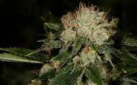 New420Guy Seeds Bruce Banner 3 - ein Foto von new420guy