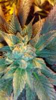 New420Guy Seeds Citric Acid - ein Foto von New420Guy