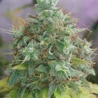 Bild von new420guy (G13 x Haze)