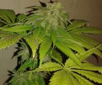 New420Guy Seeds GDP Wreck - ein Foto von New420Guy