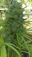 New420Guy Seeds Glue Cookies - ein Foto von new420guy