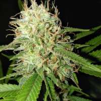 New420Guy Seeds Granddads Blue Cheese - ein Foto von new420guy