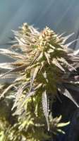 New420Guy Seeds Granddad's Lavender - ein Foto von new420guy