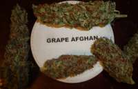 New420Guy Seeds Grape Afghan Kush - ein Foto von New420Guy