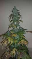 New420Guy Seeds Headbanger Auto - ein Foto von new420guy