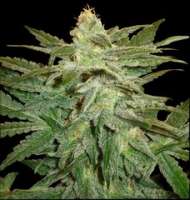 Bild von new420guy (La Berry Fruta)