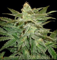 New420Guy Seeds La Berry Fruta