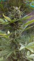 Bild von new420guy (La Fruta x Lowryder 2)