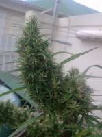 Bild von New420Guy (Lemon Skunk)