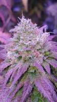 New420Guy Seeds Mazar i-Shariff x Mazar i-Shariff - ein Foto von Lexigirl12